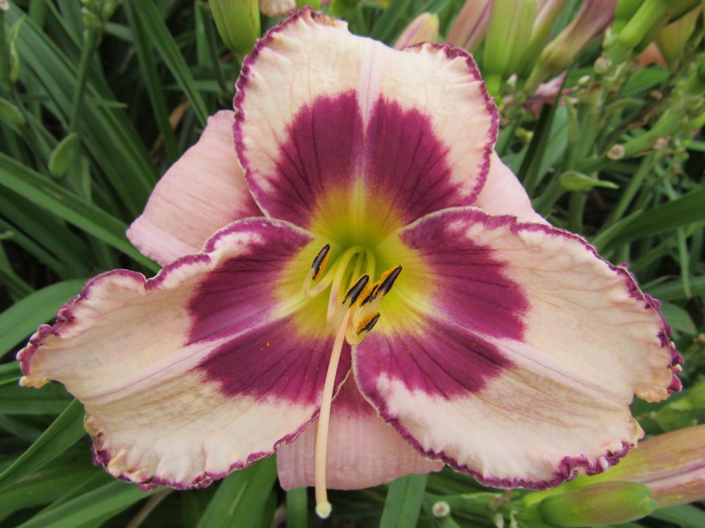 Midsummer Blooming Bouquet Harbour Breezes Daylilies and Japanese Iris at Jeddore on Eastern